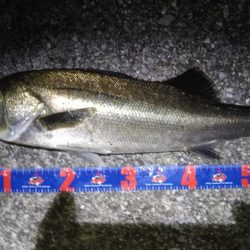 バチ抜けシーバス